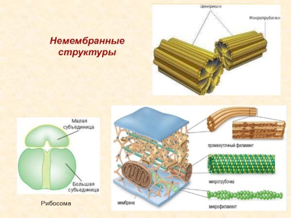 Немембранные органоиды клетки рибосомы биология 10 класс