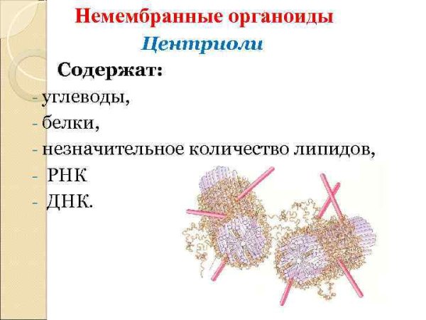 Немембранные органоиды клеточный центр