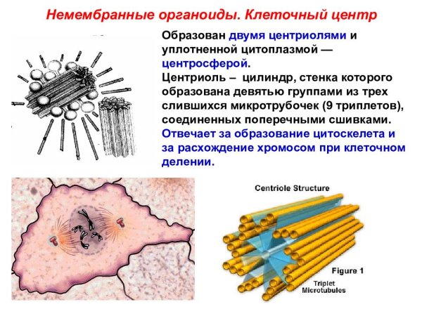Немембранные органеллы реснички, жгутики