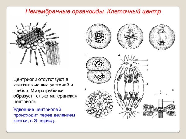 Мембранные и немембранные органоиды клетки 10 класс