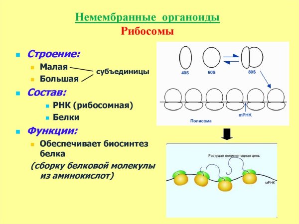 Строение и функции немембранных органоидов