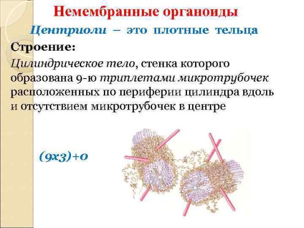 Не мемьранные органоиды