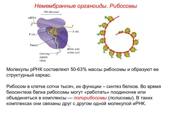 Органоиды клетки мембранные и немембранные схема