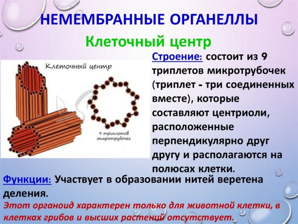 Мембранные органоиды и немембранные органоиды