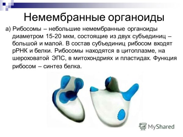 Мембранные и немембранные органоиды