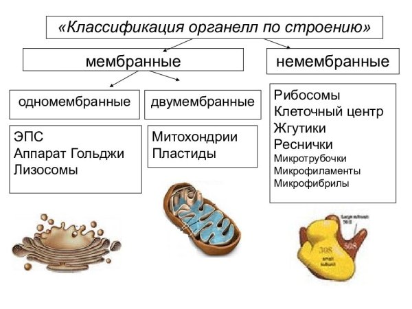 Клеточный центр функции органоида