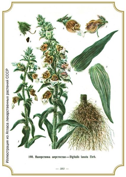 Наперстянка шерстистая Ботаническая