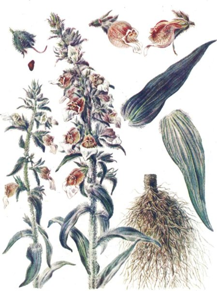 Наперстянка шерстистая Фармакогнозия