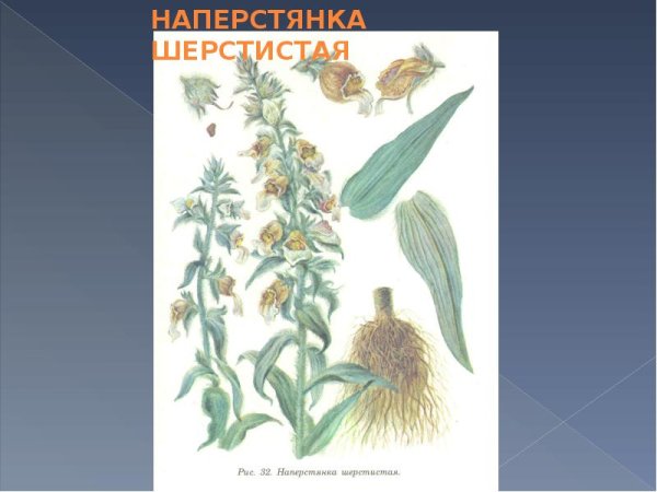 Наперстянка шерстистая Фармакогнозия
