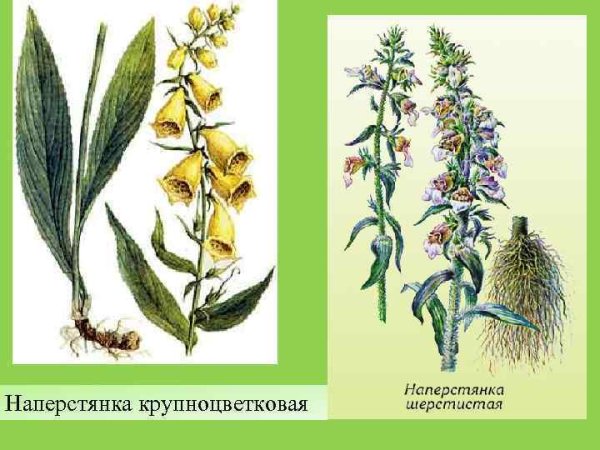 Наперстянка шерстистая Фармакогнозия
