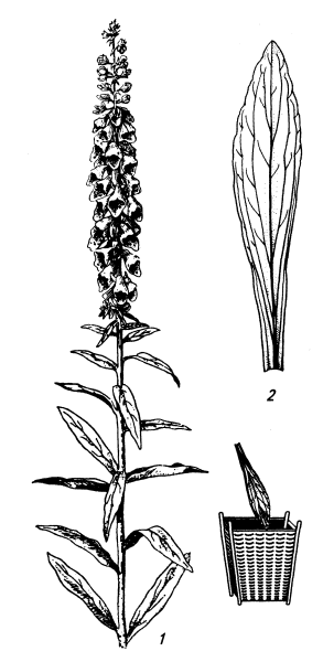 Гликозид листьев наперстянки шерстистой.