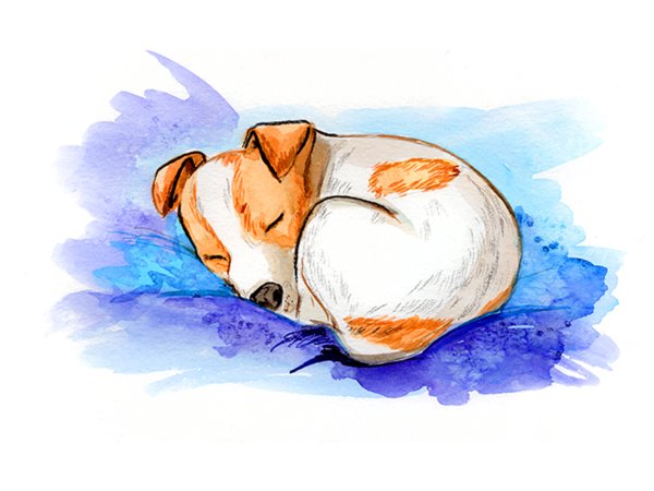 Собака спит клубочком