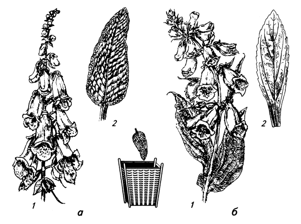 Наперстянка шерстистая Фармакогнозия