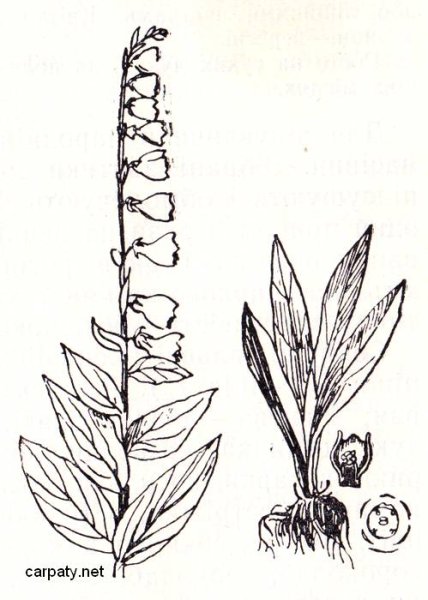 Наперстянка шерстистая