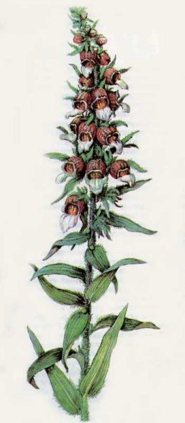 Гликозид наперстянки шерстистой