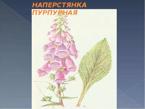 Раскраска наперстянка цветок