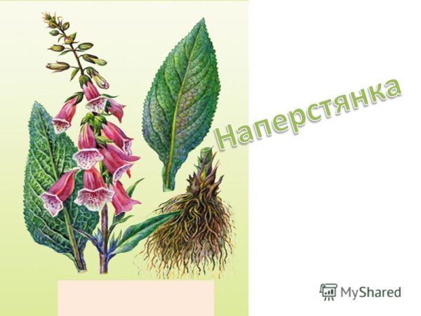 Наперстянка пурпурная семейство
