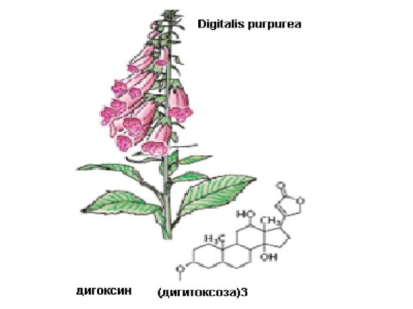 Наперстянка пурпурная Фармакогнозия