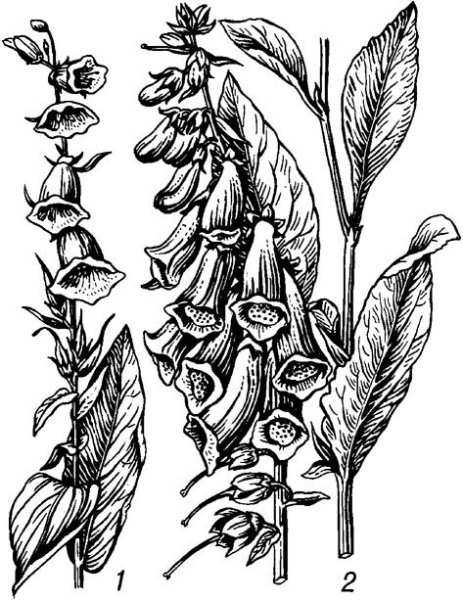 Наперстянка крупноцветная