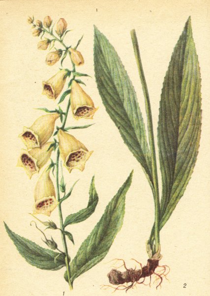 Наперстянка пурпурная и шерстистая