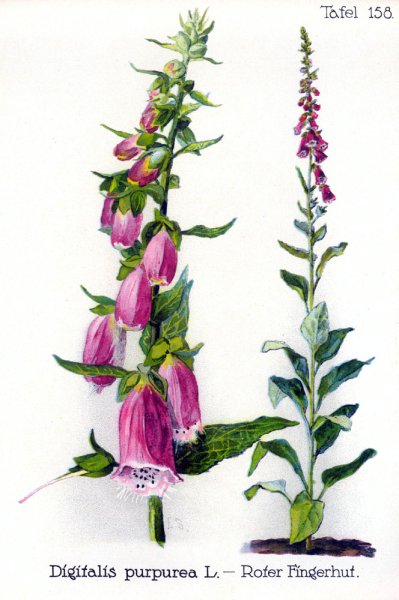 Наперстянка пурпуровая Ботаническая