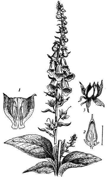 Digitalis Lanata гербарий