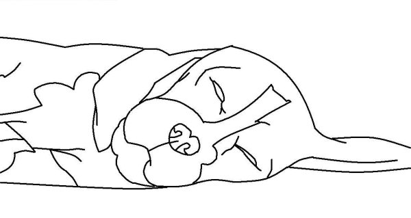 Рисунок спящей собаки