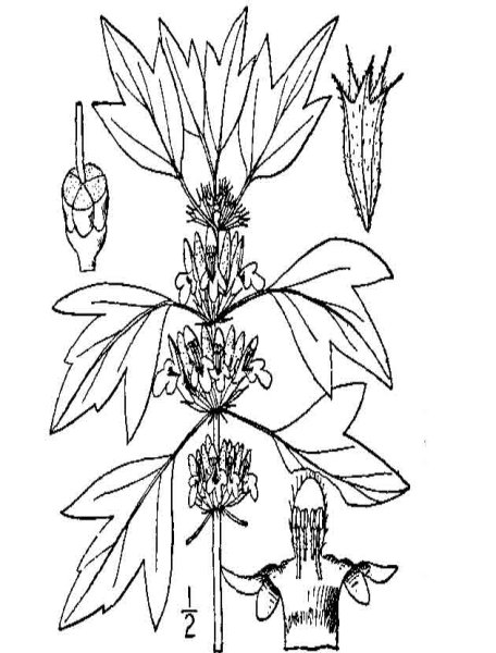 Пустырник сердечный Фармакогнозия