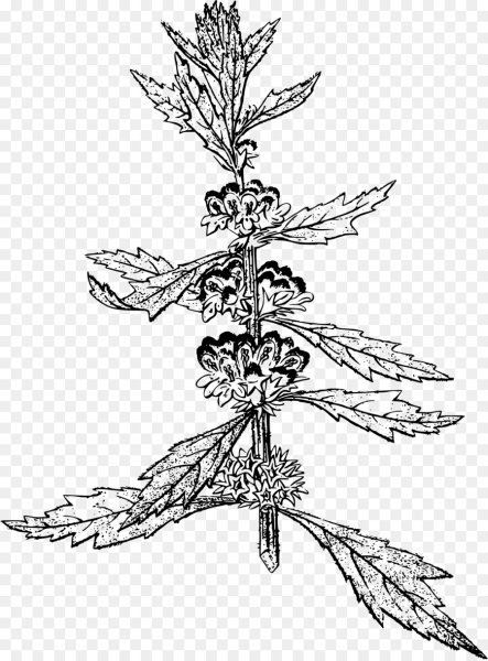 Пустырник Туркестанский