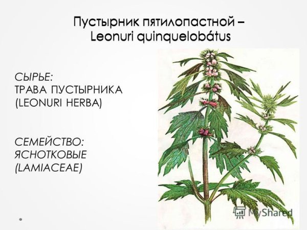 Пустырник рисунок