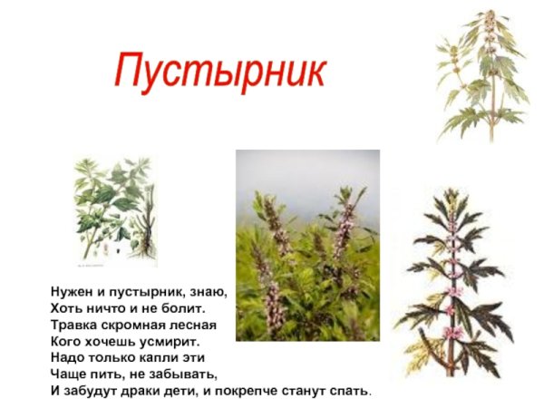 Пустырник сердечный Фармакогнозия