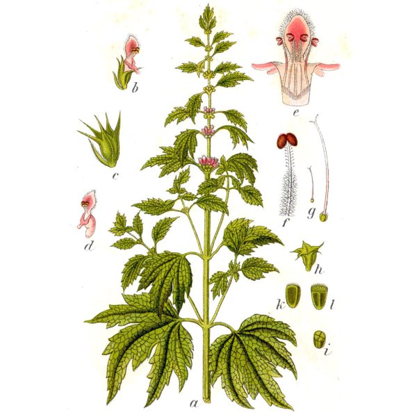 Пустырник обыкновенный