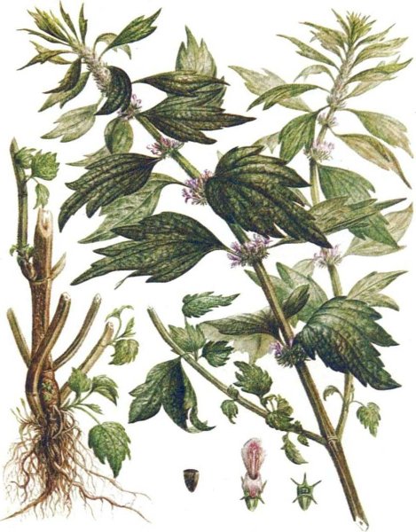 Пустырник пятилопастный гербарий