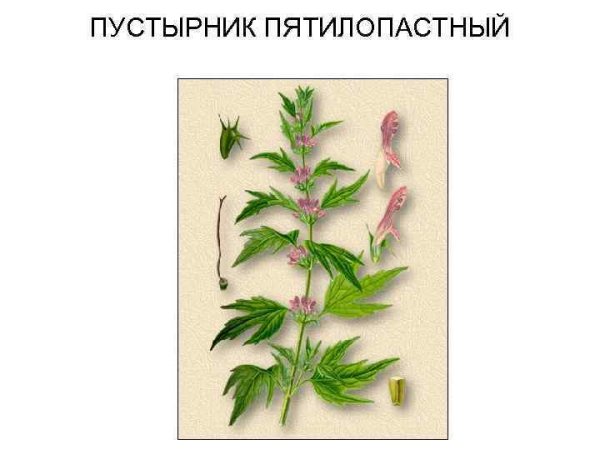 Пустырник пятилопастный