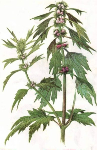 Пустырник пятилопастный гербарий