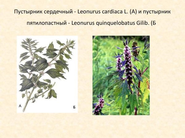 Змееголовник молдавский