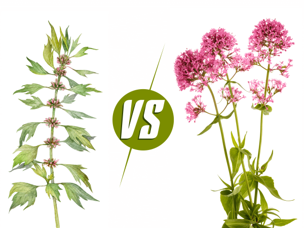 Пустырник пятилопастный