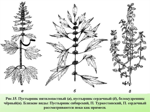 Пустырник обыкновенный строение
