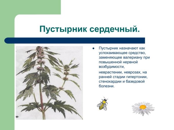 Пустырник шалфей чабрец