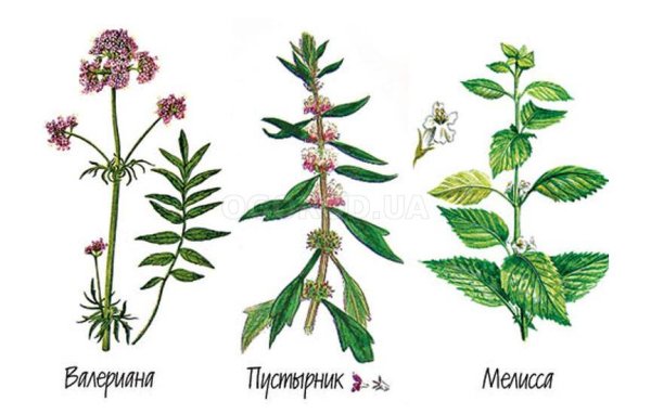 Пустырник пятилопастный белый фон