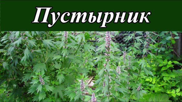 Птичья гречишка тысячелистник репейник подорожник