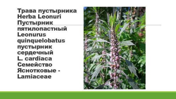 Пустырник пятилопастный описание