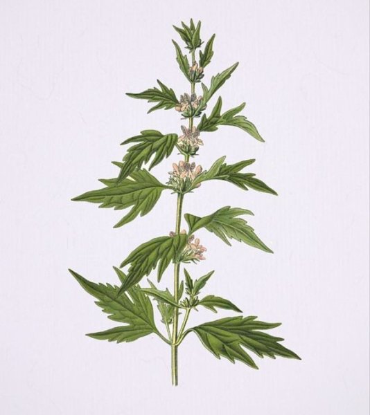 Нарисованная травка акварелью