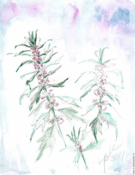 Leonurus quinquelobatus гербарий