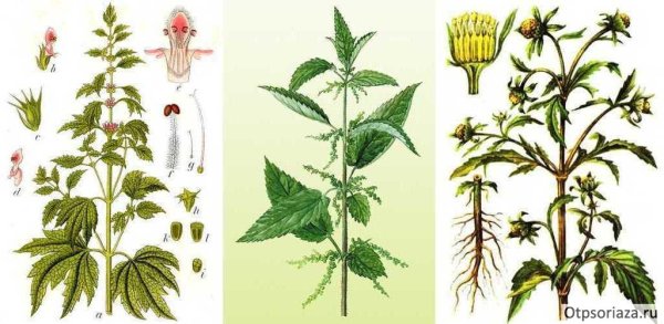 Лекарственные растения НСО