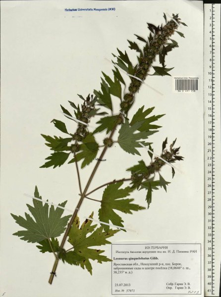 Мята перечная ботаника