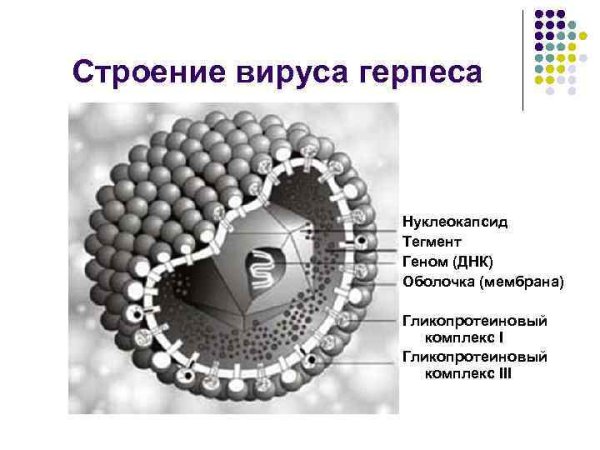 Герпесвирусы строение вириона