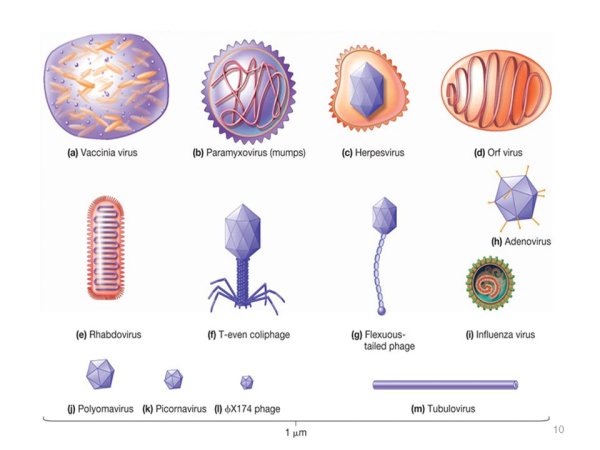 Вирус герпеса в разрезе