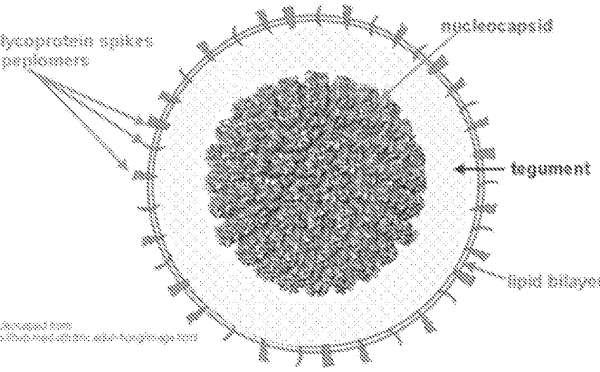 Вирус герпеса строение вируса
