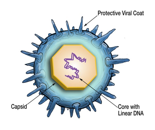 Вирус ветряной оспы строение